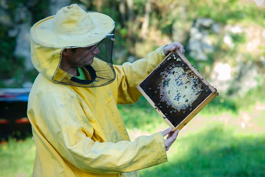 Family Beekeeping Tradition – Tino Suzić – Suza T.B.
